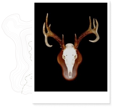 img-skull-mounts